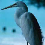 Florida uid 1040801