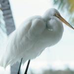 Florida uid 1040855