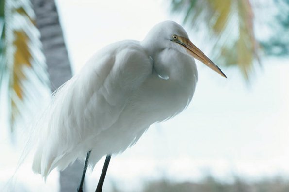 Florida uid 1040855