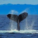 Flukes of humpback whale uid 1014899