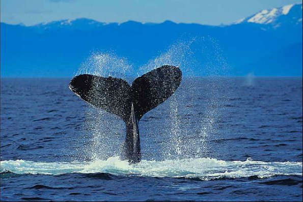 Flukes of humpback whale uid 1014899