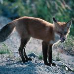 Fox On The Lookout uid 1044352