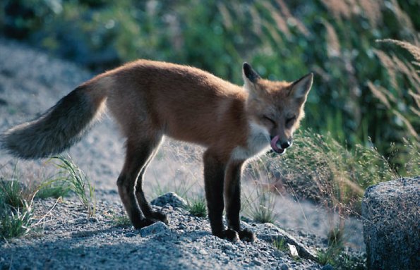Fox On The Lookout uid 1044352