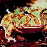 Frog close up