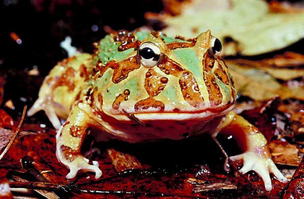 Frog close up