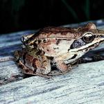 Frog on piece of wood an 1