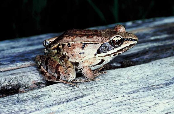 Frog on piece of wood an 1