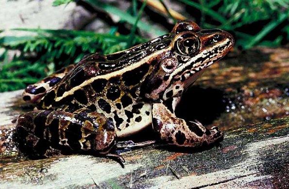 Frog on piece of wood an 2