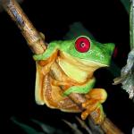 Frog with red eyes