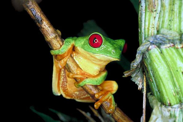 Frog with red eyes