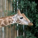 Giraffe at the zoo uid 1175221