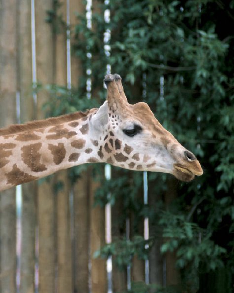Giraffe at the zoo uid 1175221