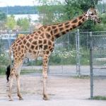 Giraffe at the zoo