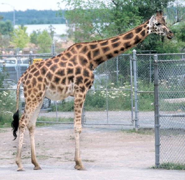 Giraffe at the zoo