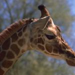 Giraffe-head