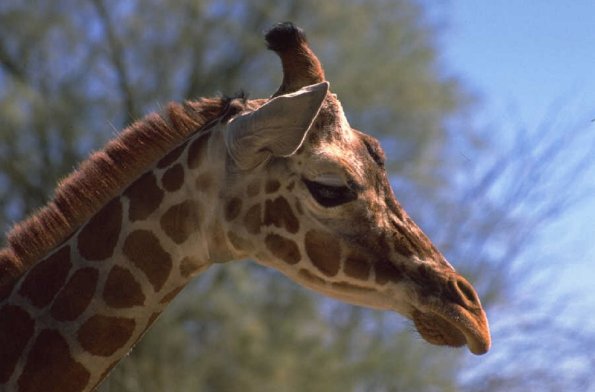 Giraffe-head