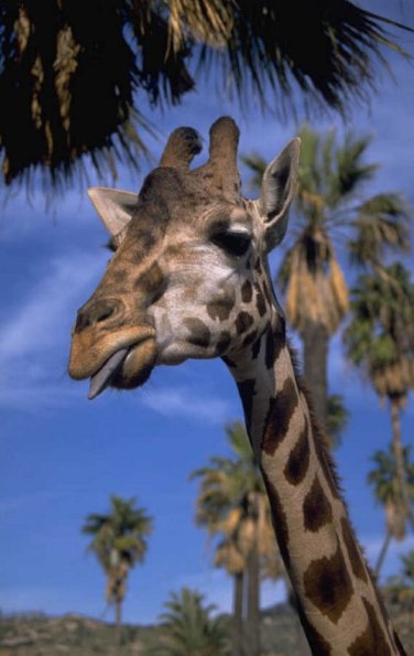 Giraffe