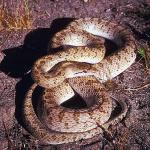 Glossy snake uid 995364