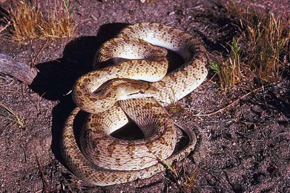 Glossy snake uid 995364