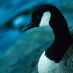 Goose At Rest uid 1044469
