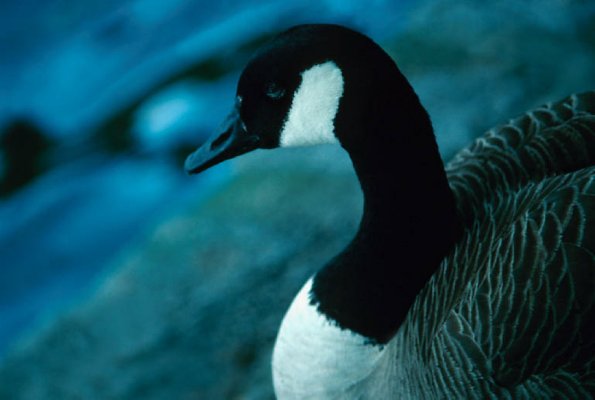 Goose At Rest uid 1044469