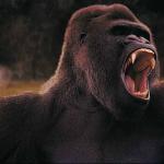 Gorilla baring teeth uid 1012753