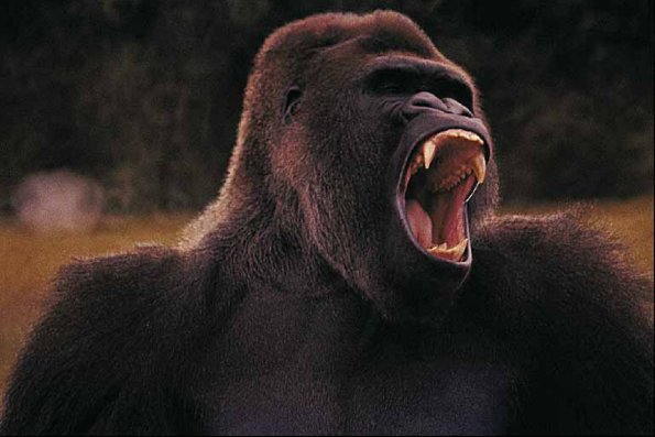 Gorilla baring teeth uid 1012753