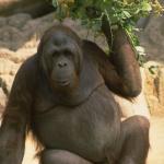 Gorilla