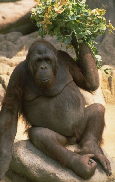 Gorilla