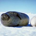 Gray and white seals on snow