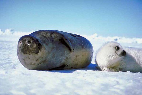 Gray and white seals on snow