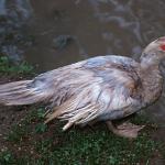 Gray duck standing on edge of pond