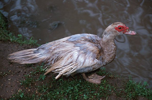Gray duck standing on edge of pond