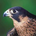 Gray hawk with brown breast