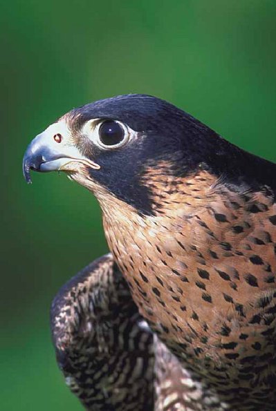 Gray hawk with brown breast