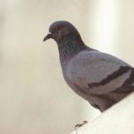 Gray pigeon uid 1276271