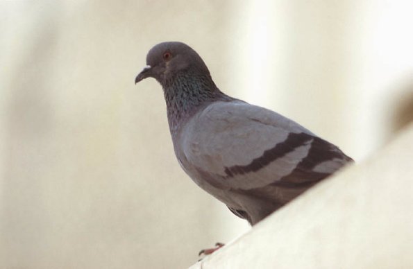 Gray pigeon uid 1276271