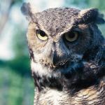 Great Horned Owl uid 1044417