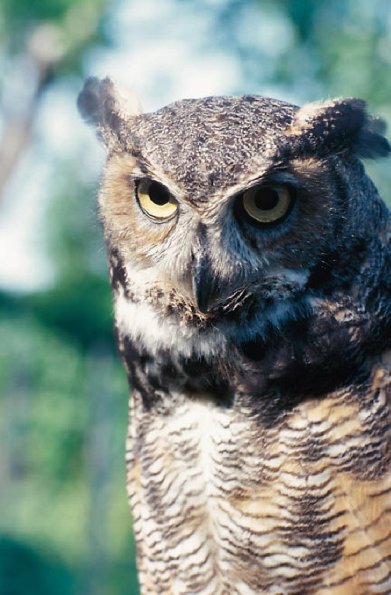 Great Horned Owl uid 1044417