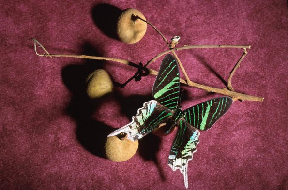 Green and white swallowtail on dried branch