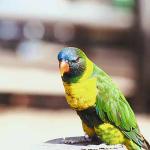 Green bird with blue head