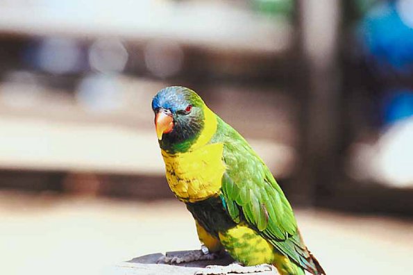 Green bird with blue head