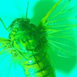 Green fly uid 1181110