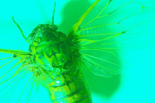 Green fly uid 1181110