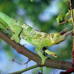 Green lizard on branch with horns