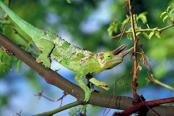 Green lizard on branch with horns