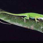 Green lizard perched on branch