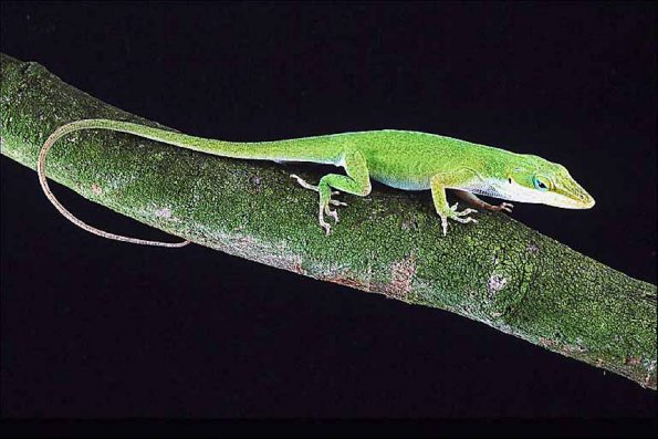 Green lizard perched on branch