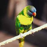 Green parakeet with orange beak