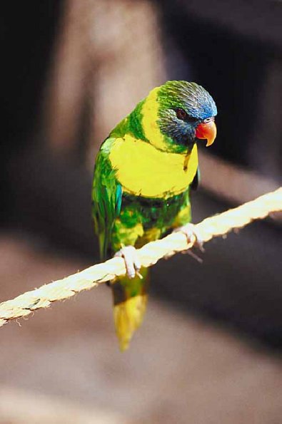 Green parakeet with orange beak